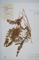 芒萁藏品圖，第1張