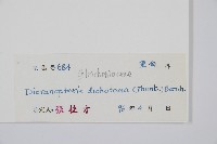 芒萁藏品圖，第2張