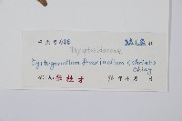 網脈耳蕨、柳葉蕨藏品圖，第2張