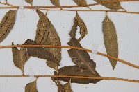 網脈耳蕨、柳葉蕨藏品圖，第3張