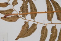 網脈耳蕨、柳葉蕨藏品圖，第4張