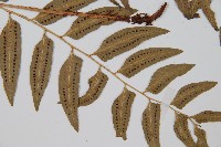 網脈耳蕨、柳葉蕨藏品圖，第5張