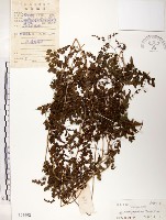 海金沙藏品圖，第1張