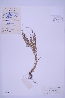 長生鐵角蕨藏品圖，第1張