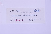 長生鐵角蕨藏品圖，第2張