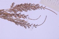 長生鐵角蕨藏品圖，第3張