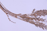 長生鐵角蕨藏品圖，第4張