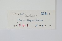 天草鳳尾蕨藏品圖，第2張