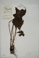 傅氏三叉蕨藏品圖，第1張