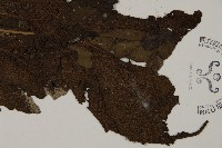 傅氏三叉蕨藏品圖，第3張