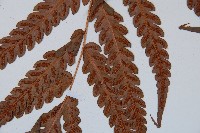 日本狗脊蕨藏品圖，第3張