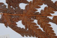 日本狗脊蕨藏品圖，第4張