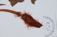 日本狗脊蕨藏品圖，第5張