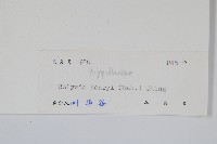 短圓線蕨藏品圖，第2張