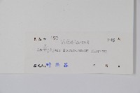 亨利氏車前蕨藏品圖，第2張