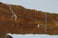 長葉巢蕨藏品圖，第3張