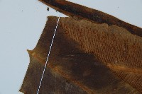 長葉巢蕨藏品圖，第4張