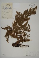 毛葉軸脈蕨藏品圖，第1張