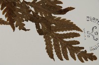 毛葉軸脈蕨藏品圖，第3張