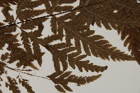 毛葉軸脈蕨藏品圖，第4張