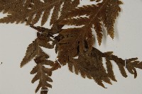 毛葉軸脈蕨藏品圖，第5張