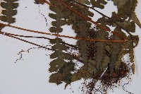 假蹄蓋蕨藏品圖，第3張