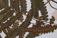 假蹄蓋蕨藏品圖，第4張