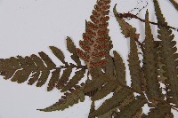 假蹄蓋蕨藏品圖，第5張