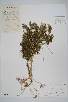 登錄號:P005004藏品圖，第1張