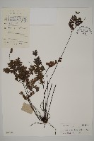 扇葉鐵線蕨藏品圖，第1張