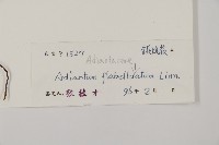 扇葉鐵線蕨藏品圖，第2張