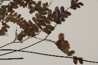 扇葉鐵線蕨藏品圖，第4張