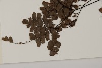 扇葉鐵線蕨藏品圖，第5張
