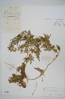 全緣卷柏藏品圖，第1張