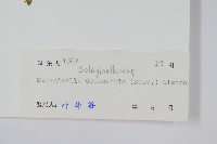 全緣卷柏藏品圖，第2張
