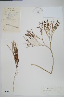 松葉蕨藏品圖，第1張