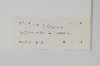 松葉蕨藏品圖，第2張