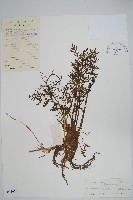 水蕨藏品圖，第1張