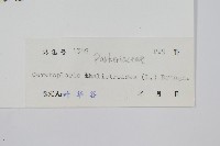 水蕨藏品圖，第2張