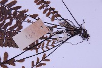 生芽鐵角蕨藏品圖，第3張