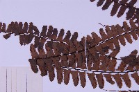 生芽鐵角蕨藏品圖，第4張