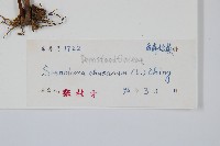 烏蕨藏品圖，第2張