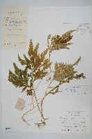 異葉卷柏藏品圖，第1張