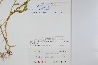 異葉卷柏藏品圖，第2張