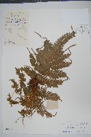 多羽鳳尾蕨藏品圖，第1張