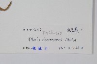 多羽鳳尾蕨藏品圖，第2張