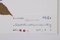 闊葉短腸蕨藏品圖，第3張