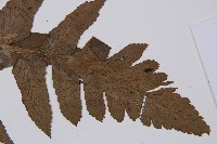 闊葉短腸蕨藏品圖，第5張