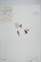 登錄號:P005017藏品圖，第1張