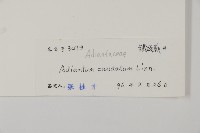 鞭葉鐵線蕨藏品圖，第2張